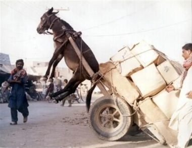 overloaded donkey