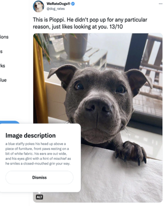 A blue staffy pokes his head up above a piece of furniture, front paws resting on a bit of white fabric. His ears are out wide, and his eyes glint with a hint of mischief as he smiles a close-mouthed grin your way.”